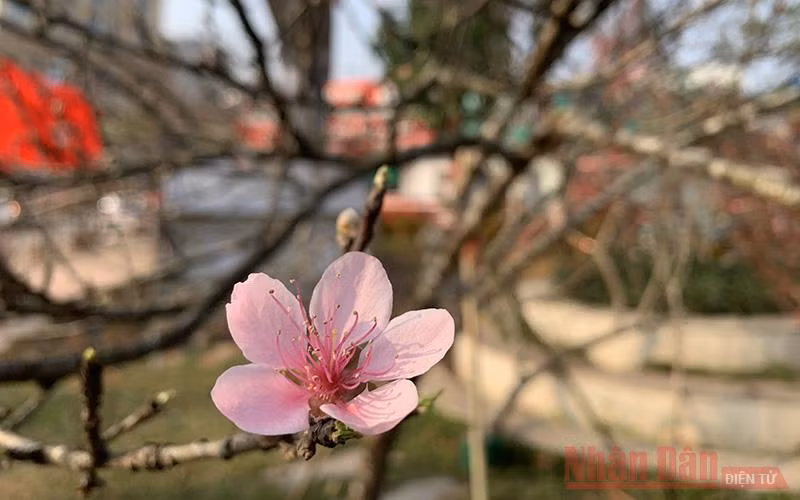 Đào vùng cao “dán tem” xuống phố -0