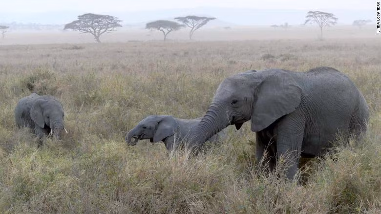 WWF: Hành tinh chúng ta đang phát tín hiệu đỏ -0