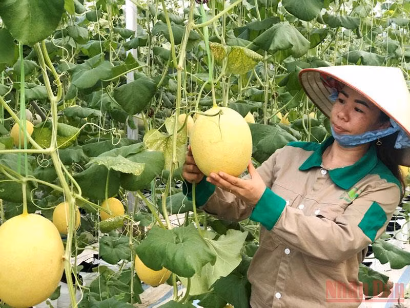 Phát triển nông nghiệp công nghệ cao ở Đầm Hà -0
