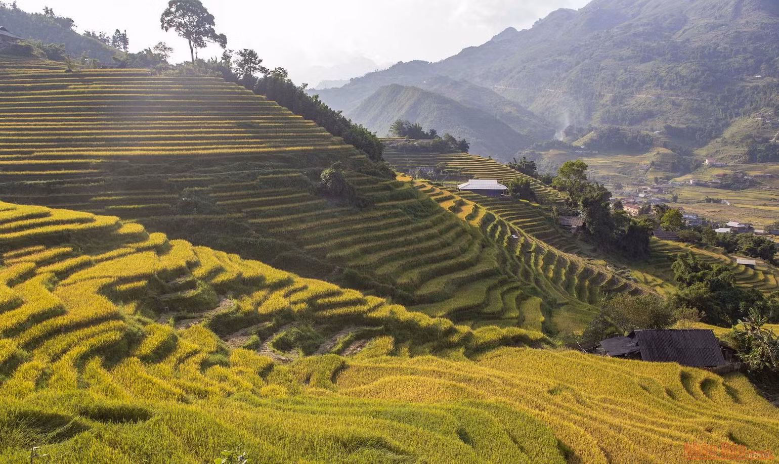 Mường Hoa mùa gặt -0