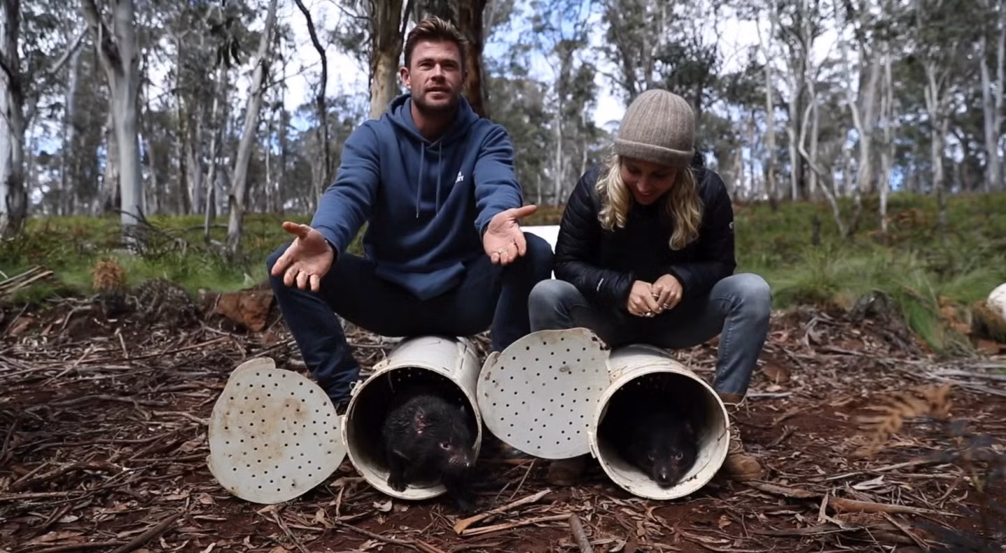 Quỷ Tasmania lần đầu tiên được thả về rừng sau 3.000 năm -0