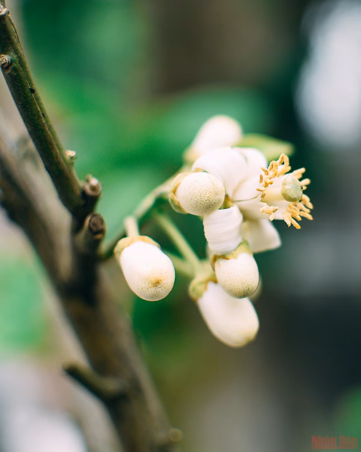 Hương bưởi xuống phố Hà thành -0