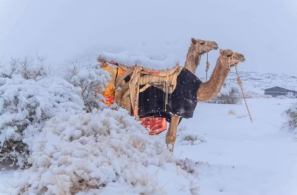 Tuyết rơi hiếm hoi ở sa mạc Sahara -0