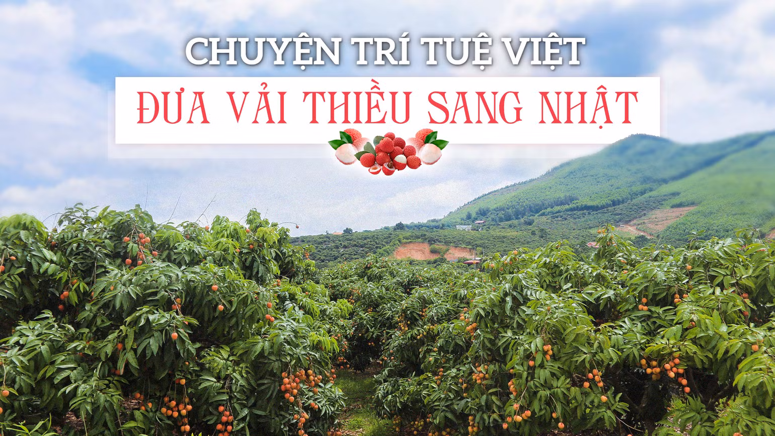 Chuyện trí tuệ Việt đưa vải thiều sang Nhật -0