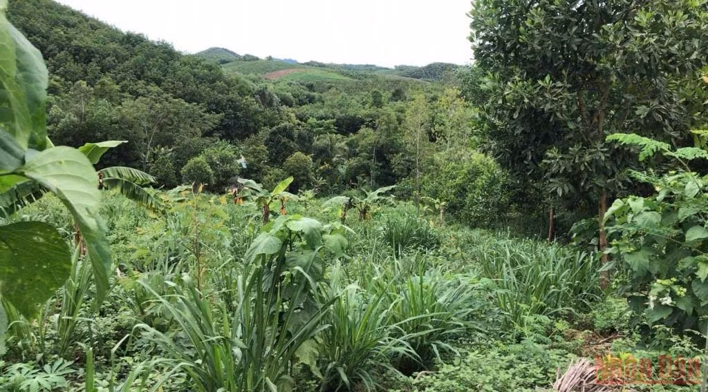 Người phụ nữ bản Thổ khát vọng hồi sinh những cánh rừng và giấc mơ sinh kế bền vững -0