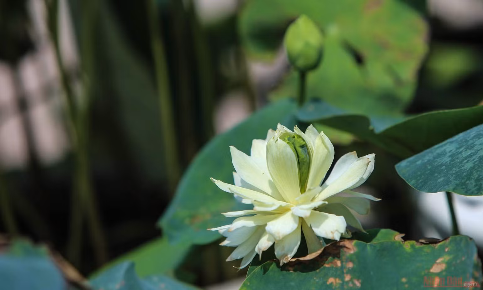 5_hoa_sen_ha_noi-1625144247791.jpeg