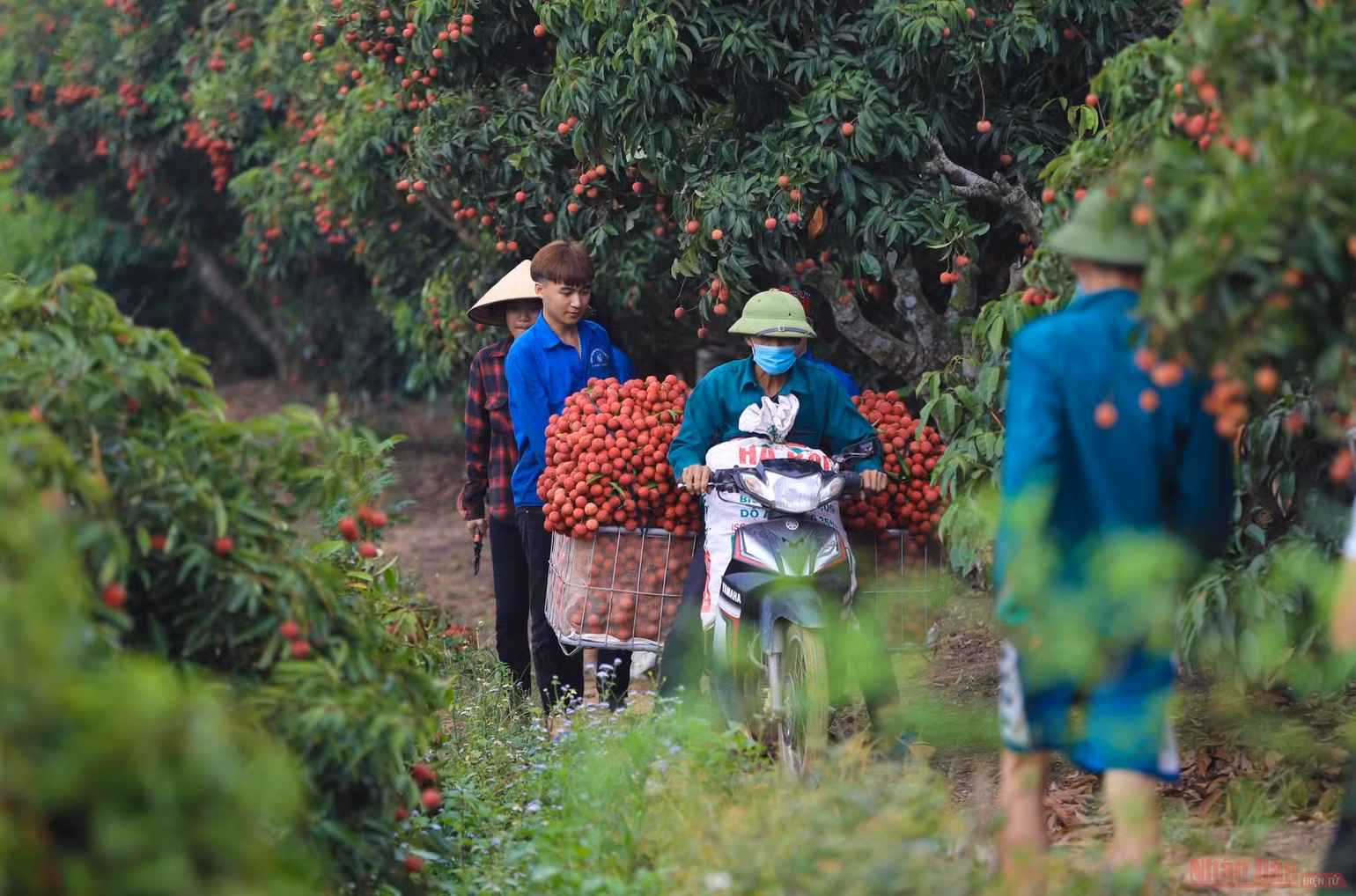 31_vai_thieu_bac_giang-1623834797632.jpeg