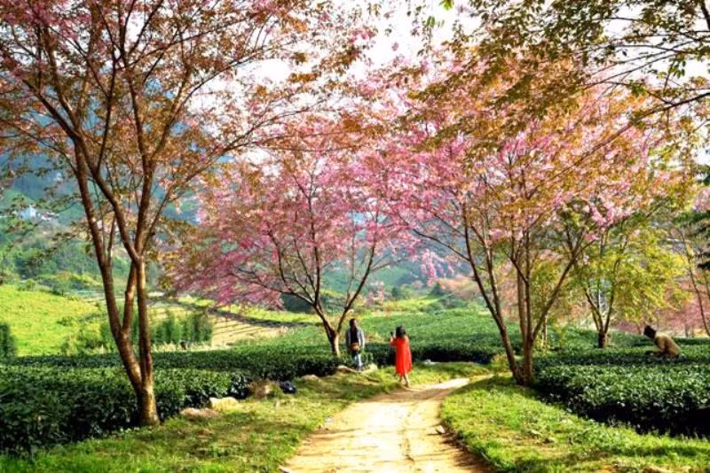 Thắm sắc anh đào Nhật giữa núi rừng Sa Pa ảnh 9 Thắm sắc anh đào Nhật giữa núi rừng Sa Pa -2
