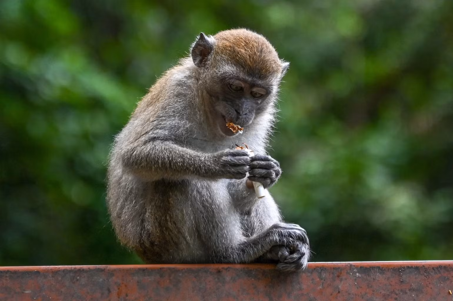 Những bức ảnh ấn tượng về động vật hoang dã trong tuần -0