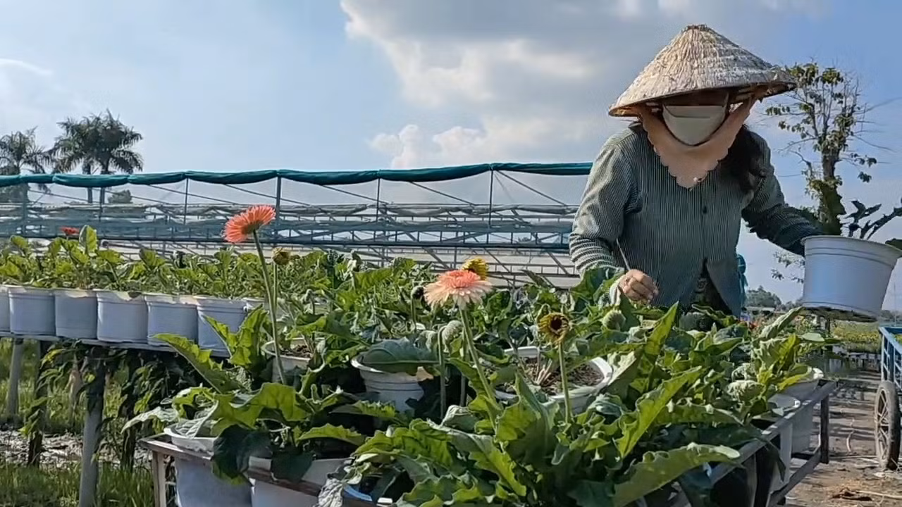 Niềm vui của bà con trồng hoa trước thềm xuân -0