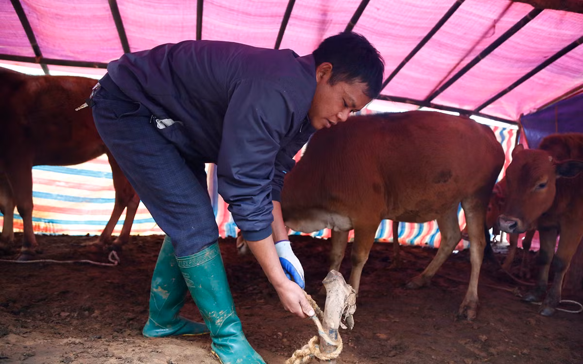 Người vùng cao chăm lo “đầu cơ nghiệp” khi giá rét -0