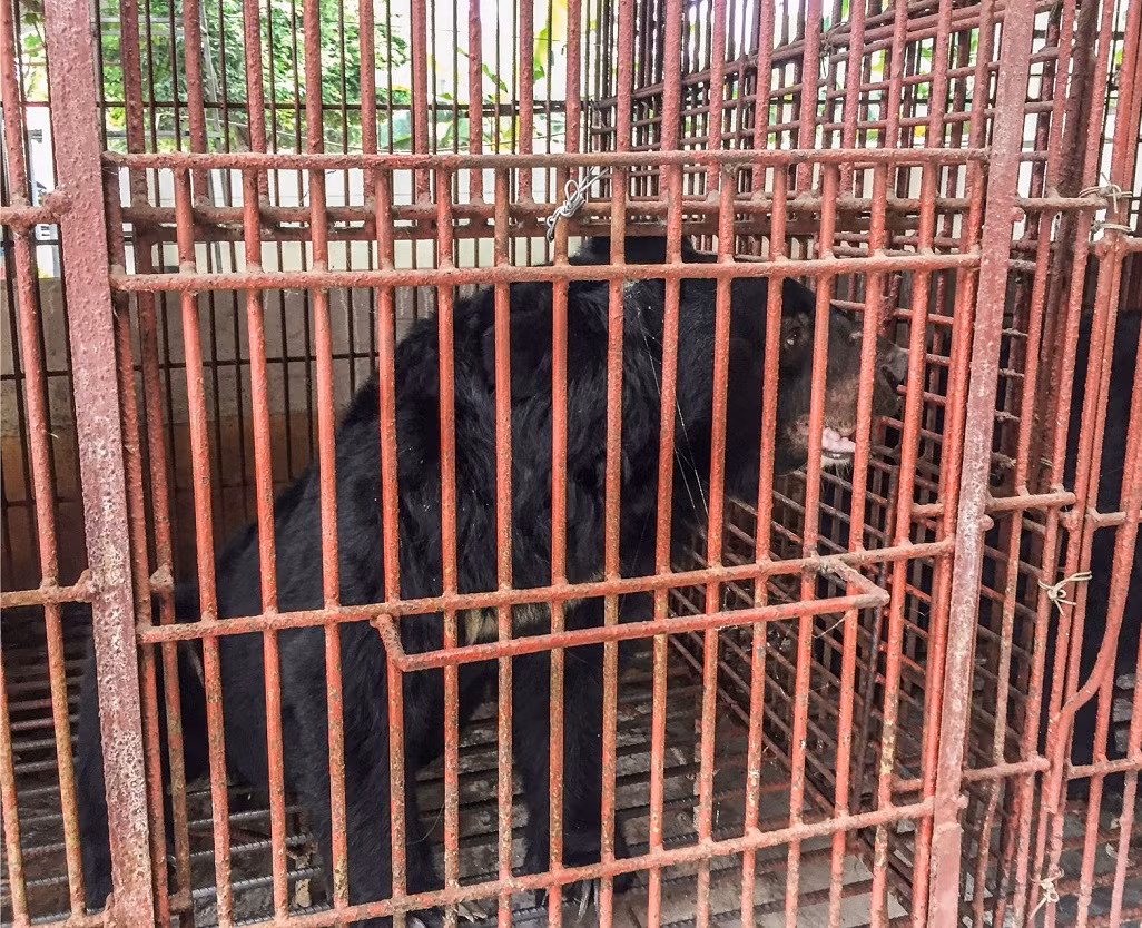 Cứu hộ thành công bảy cá thể gấu ở Bình Dương -0