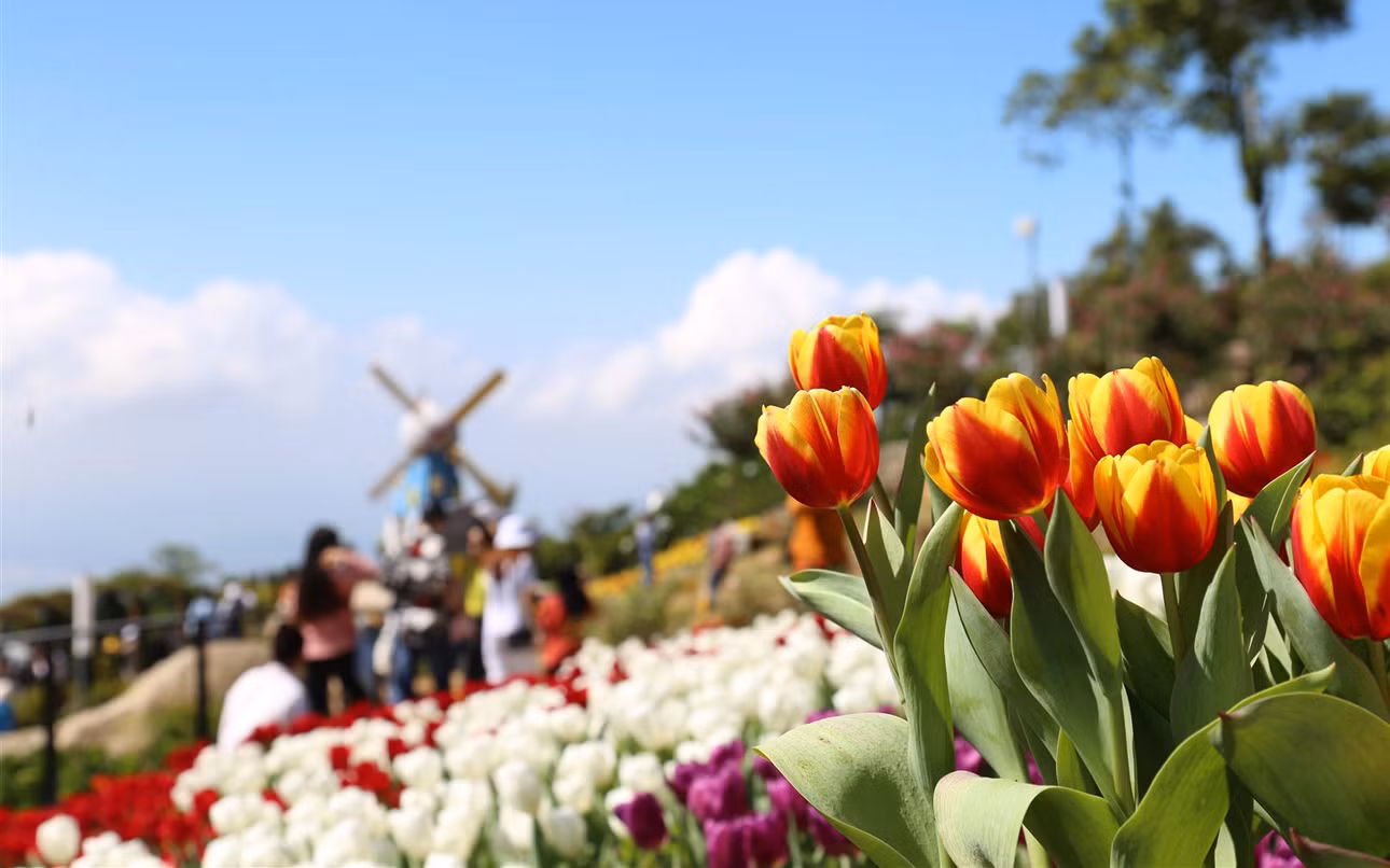 Rực rỡ sắc hoa tulip trên đỉnh núi Bà Đen -0
