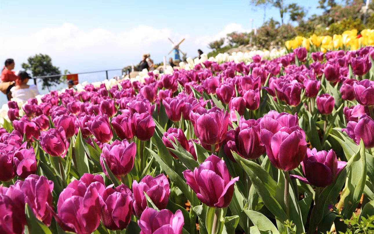 Rực rỡ sắc hoa tulip trên đỉnh núi Bà Đen -3