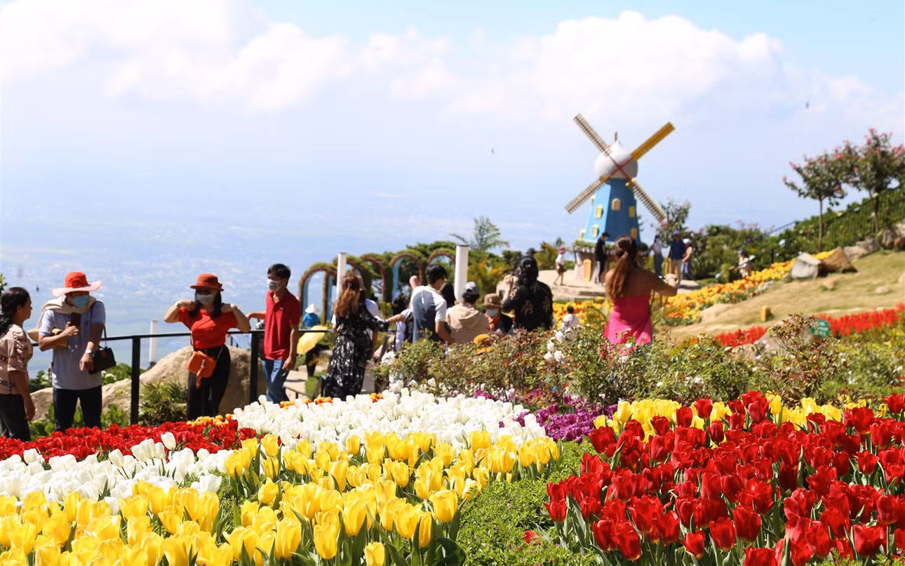 Rực rỡ sắc hoa tulip trên đỉnh núi Bà Đen -4