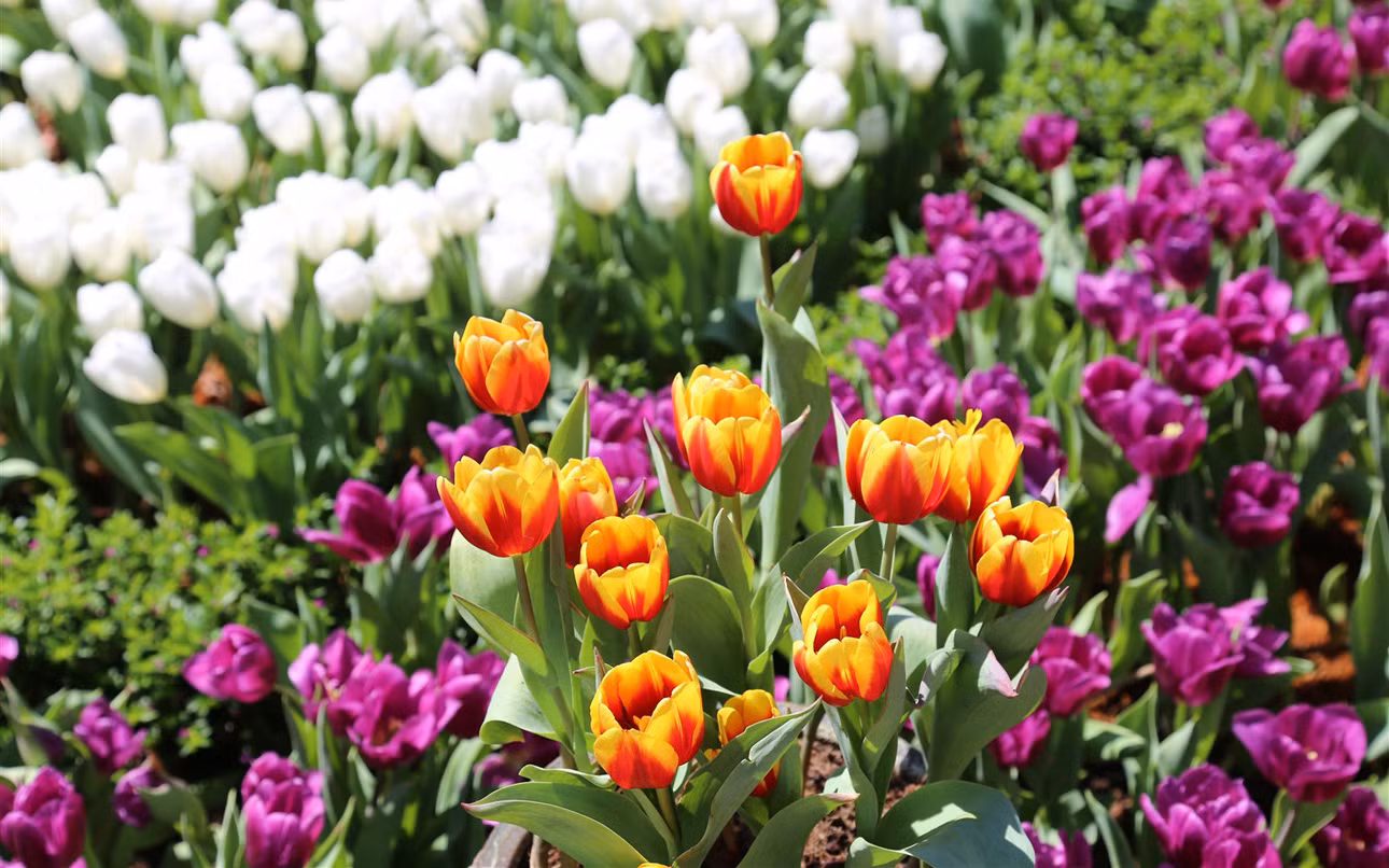 Rực rỡ sắc hoa tulip trên đỉnh núi Bà Đen -1