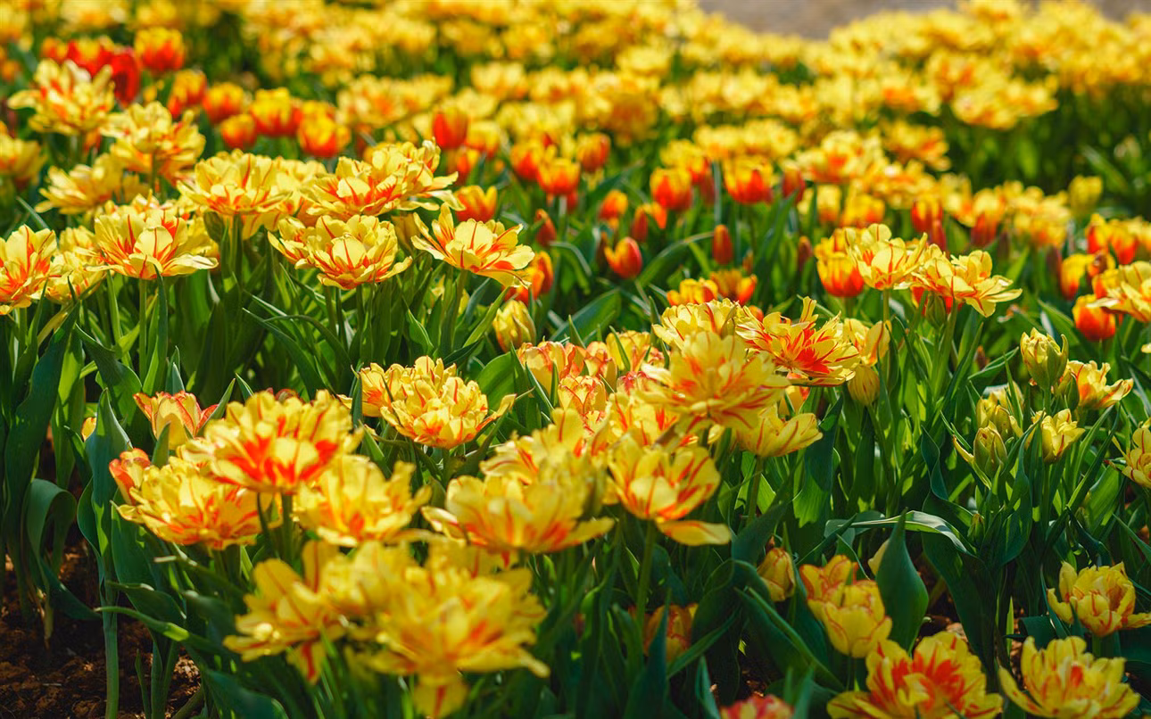 Rực rỡ sắc hoa tulip trên đỉnh núi Bà Đen -2