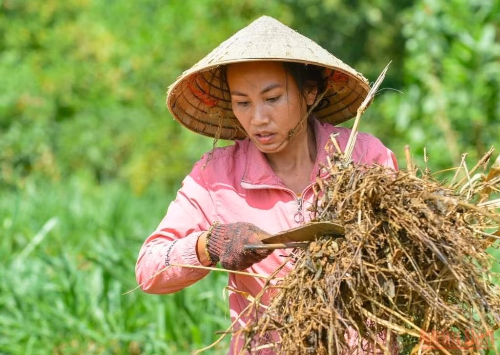 Bài 4: Người đi tìm bình an trong màu xanh của rừng -0