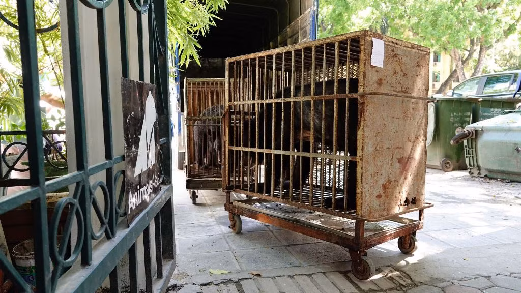Bốn cá thể gấu cuối cùng tại Rạp xiếc Trung ương không còn phải biểu diễn xiếc -0
