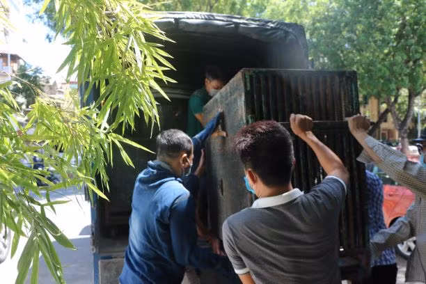 Bốn cá thể gấu cuối cùng tại Rạp xiếc Trung ương không còn phải biểu diễn xiếc -0