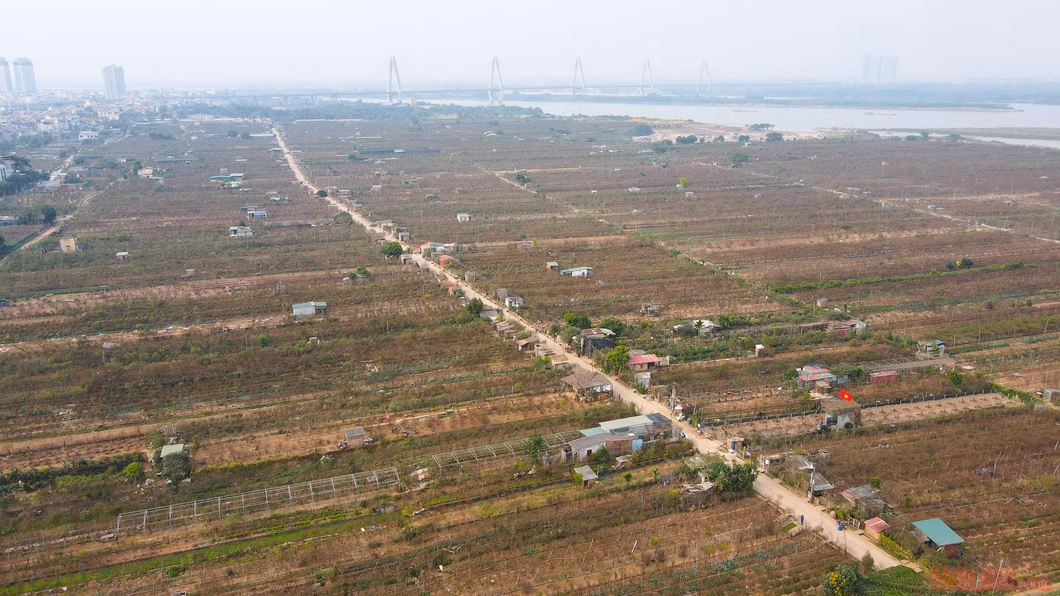 Người dân làng Nhật Tân tất bật tuốt lá đào chờ đón Tết Nguyên đán -0