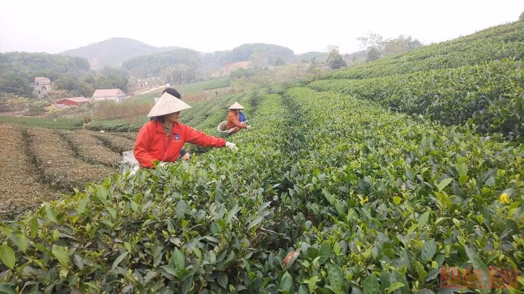 Bài 3: Hồi sinh một vùng chè huyền thoại -0