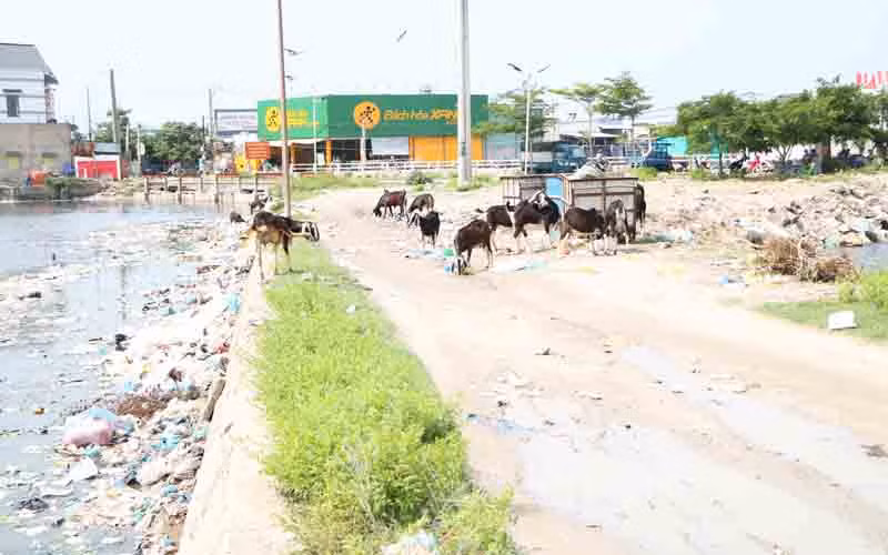 Rác thải ven biển Ninh Thuận gây ô nhiễm nghiêm trọng -0