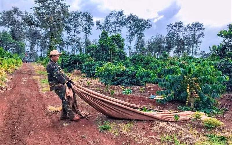 Tây Nguyên thiếu nhân công thu hoạch cà-phê -0