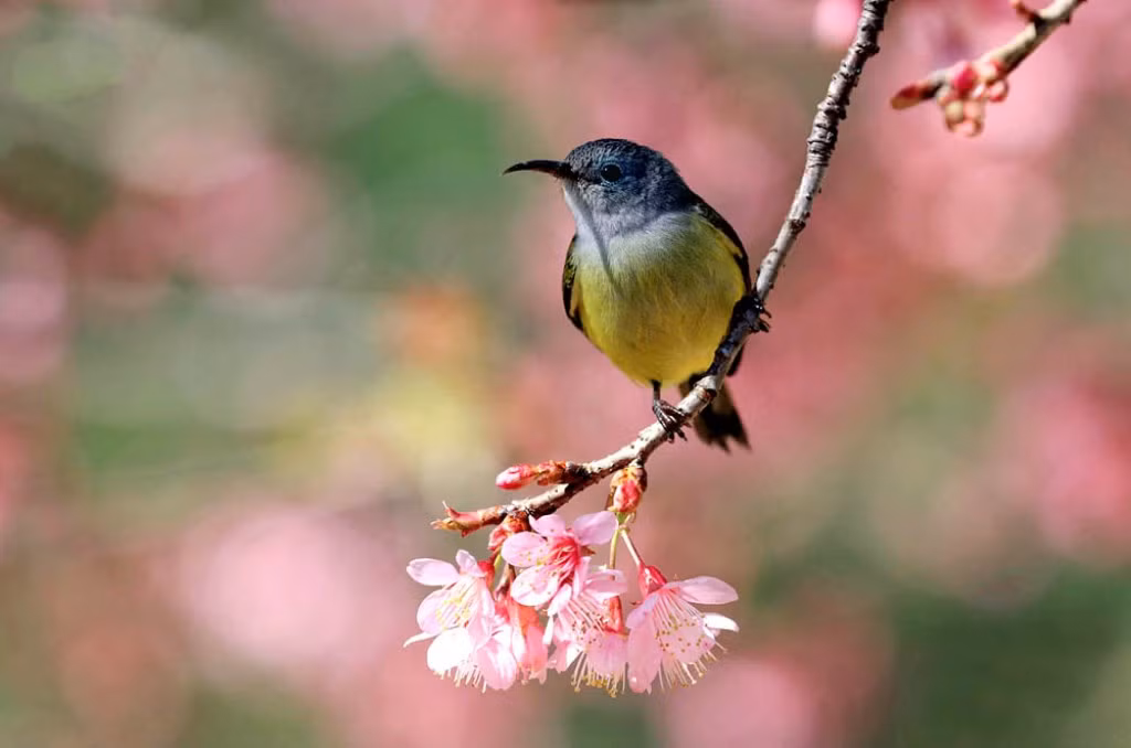 “Săn” vũ điệu xuân -0