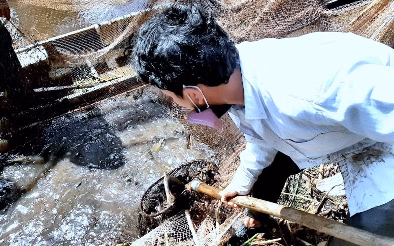 Tái hiện thu hoạch cá đồng ở miệt rừng U Minh hạ ảnh 1 dia_3-1619871327992.jpg