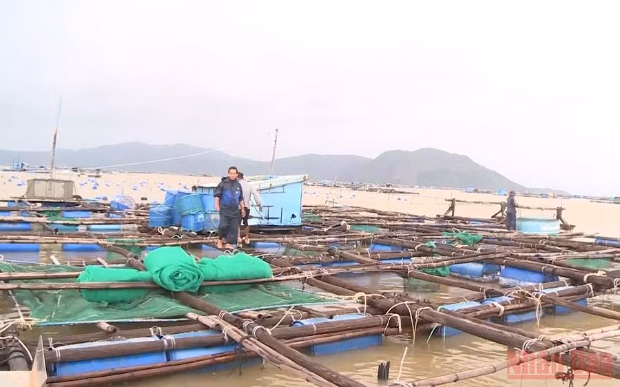 Tôm hùm chết, ước thiệt hại hơn một tỷ đồng -0
