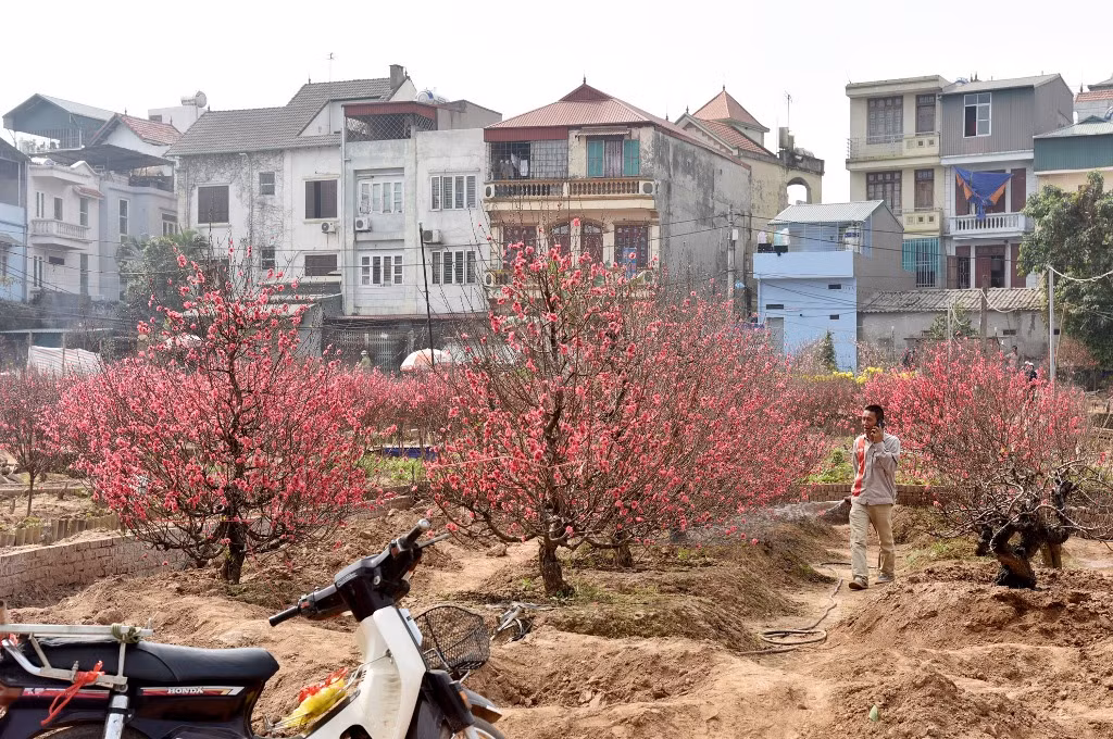 Rực rỡ Hoa đào Nhật Tân -0