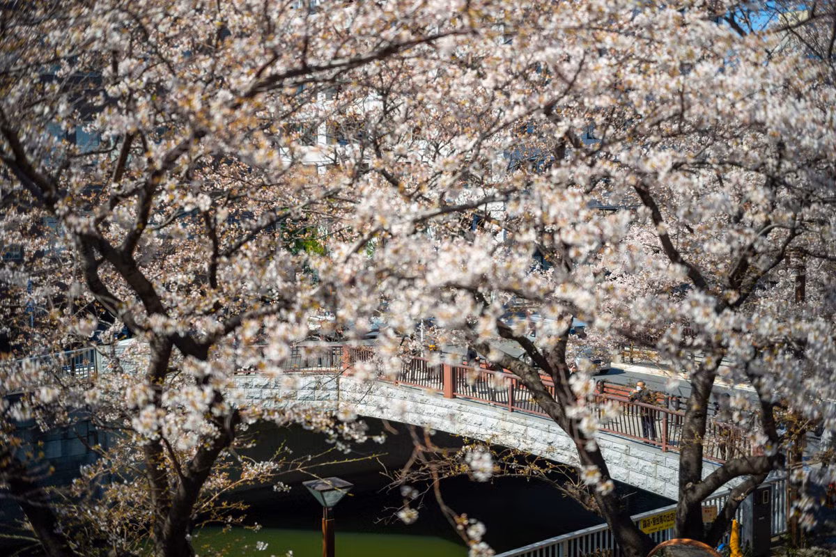Rực rỡ mùa hoa anh đào nở rộ sớm kỷ lục ở Nhật Bản -0
