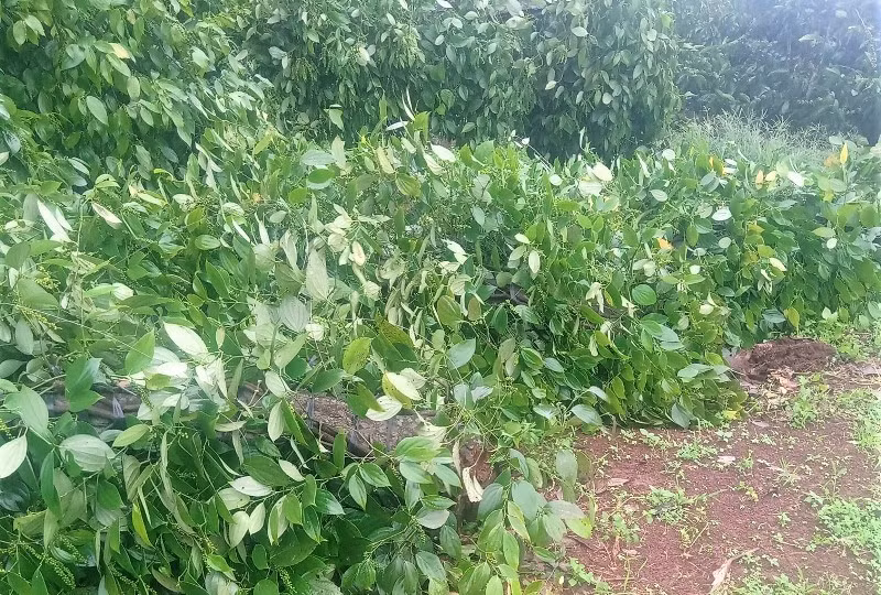 Các địa phương khẩn trương khắc phục hậu quả bão số 9 -0