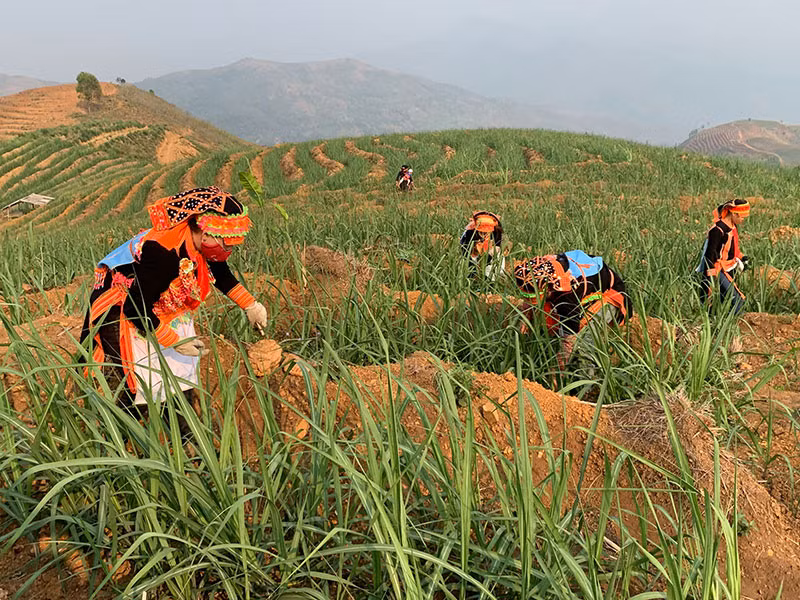 Khoa học và công nghệ thúc đẩy phát triển vùng dân tộc thiểu số và miền núi phía bắc -0