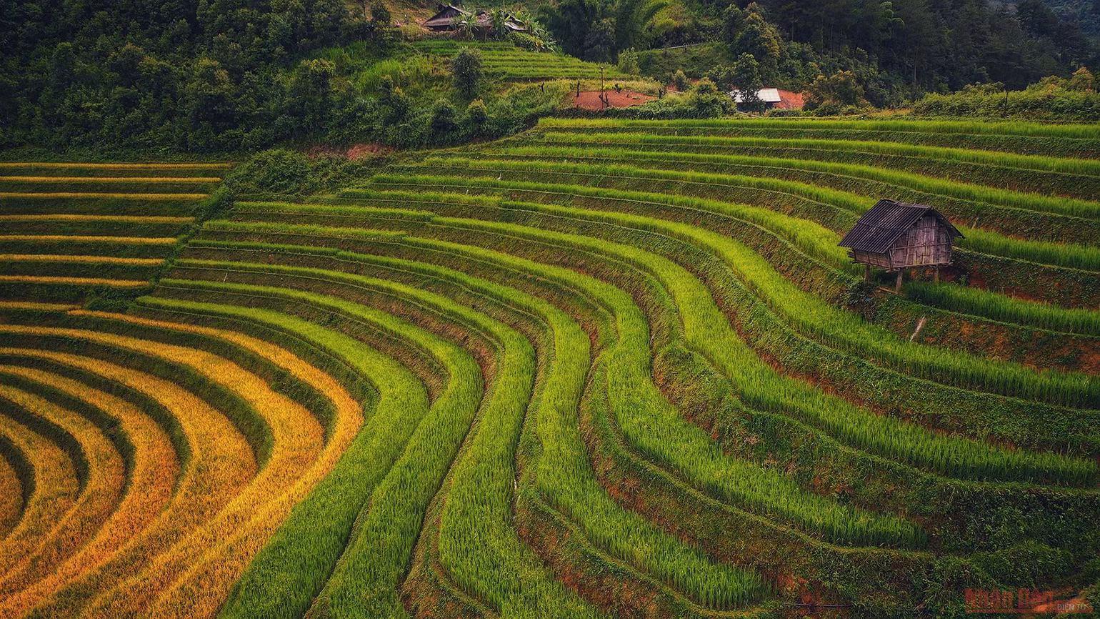 Mù Cang Chải mùa lúa chín -0