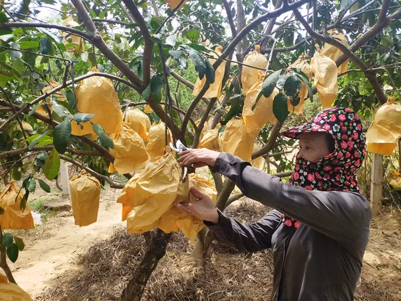 Nỗ lực mở lối tiêu thụ bưởi Phúc Trạch -0