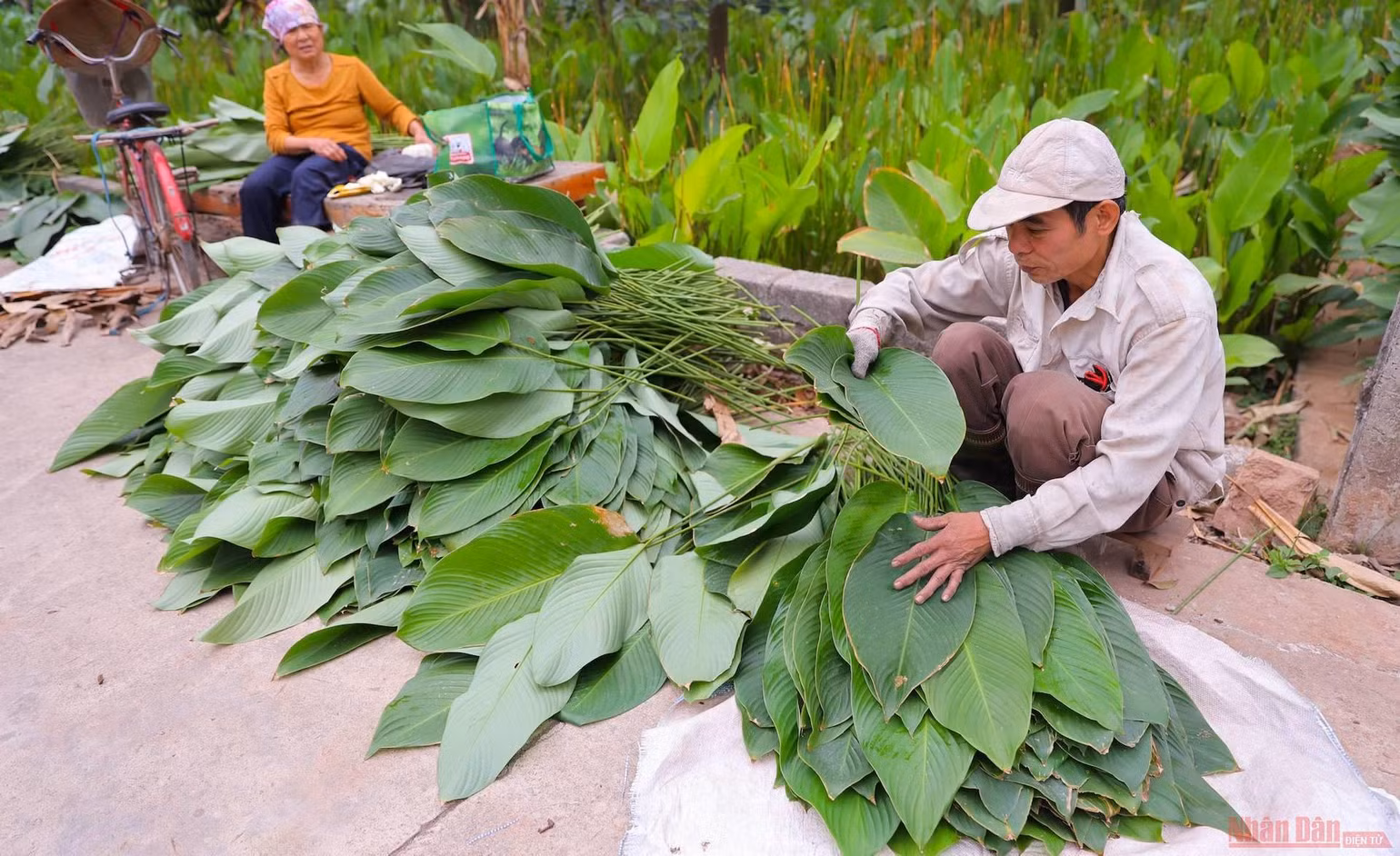 Ghé làng lá dong Tràng Cát dịp cuối năm -0