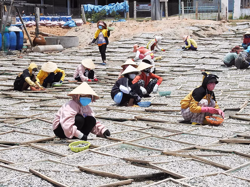Nhộn nhịp nghề hấp cá ở Ninh Thuận -0