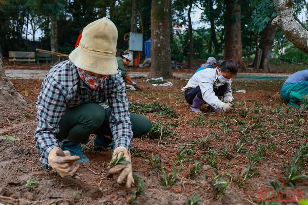Hà Nội chuẩn bị khai trương tuyến phố đi bộ quanh Thành cổ Sơn Tây -4
