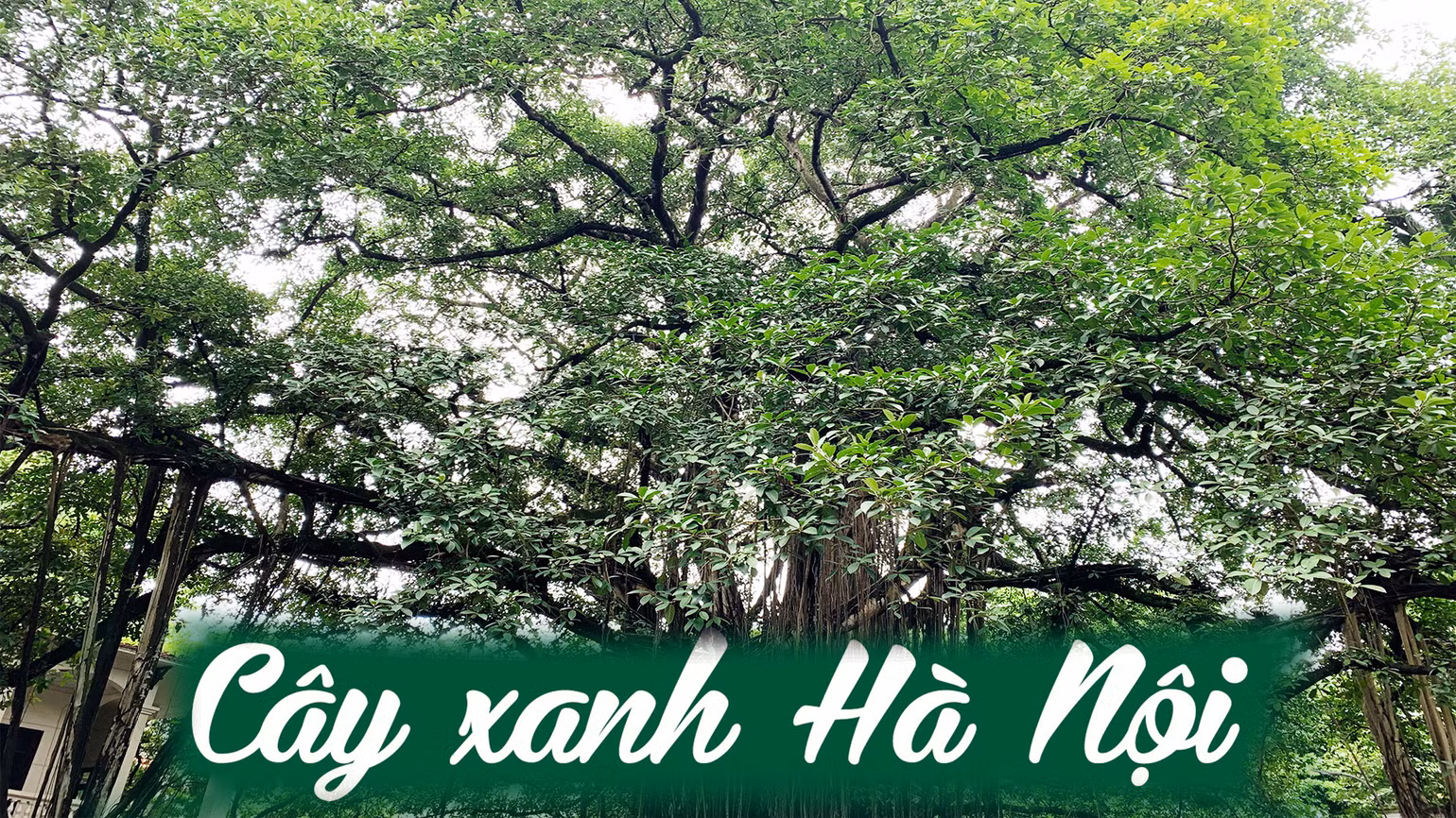 Cây xanh Hà Nội -0