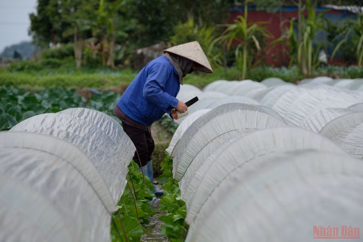 Nông dân Hà Nội “mặc áo”, rửa sương cho rau xanh chống -0