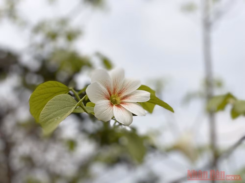 Tháng 3 - triền núi trắng hoa trẩu -2