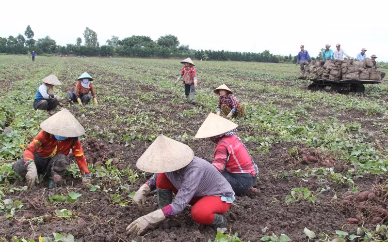 “Vương quốc khoai lang