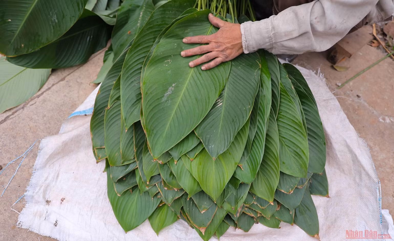 Ghé làng lá dong Tràng Cát dịp cuối năm -1
