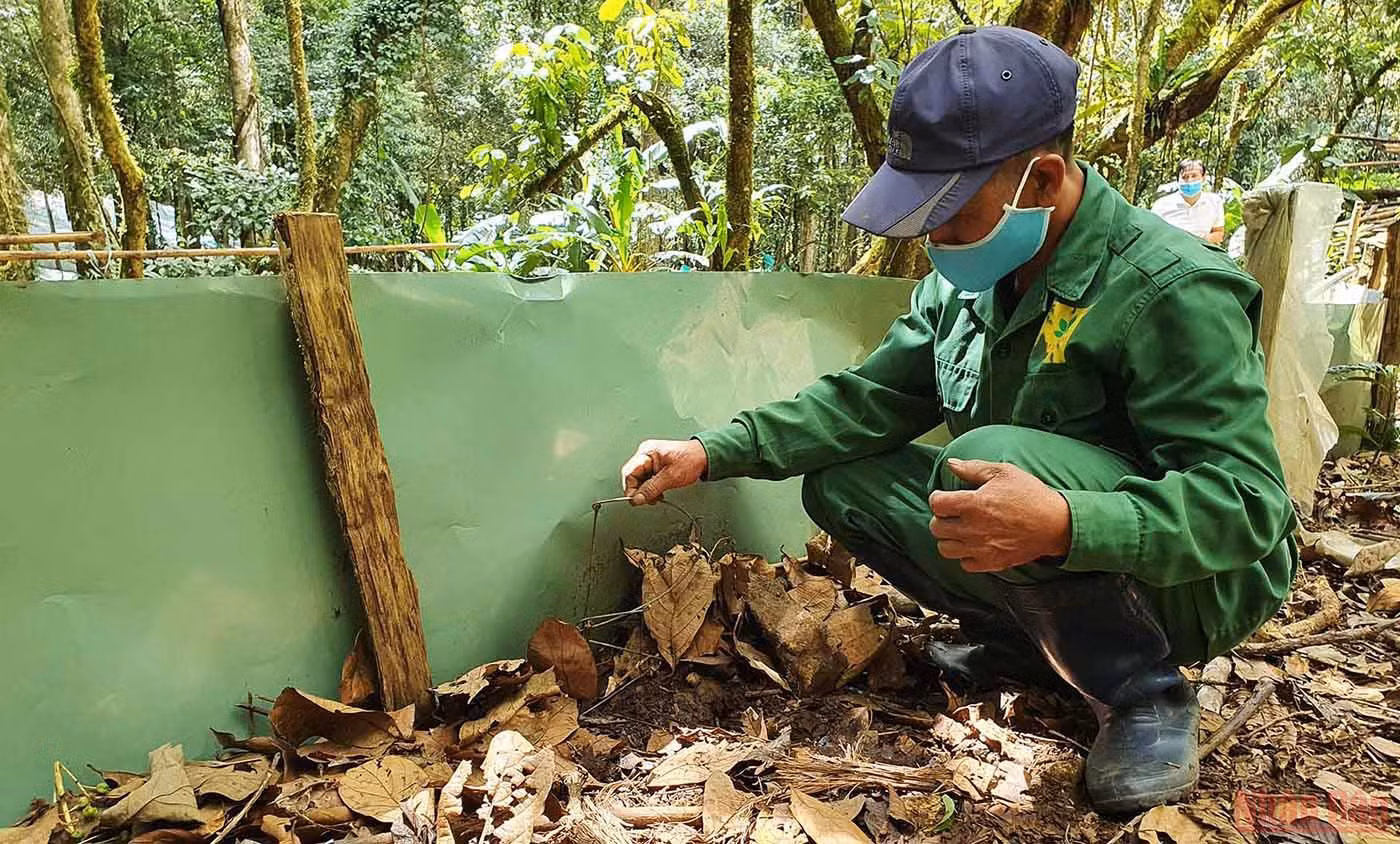 Khám phá mùa trồng mới “quốc bảo” sâm Ngọc Linh -0