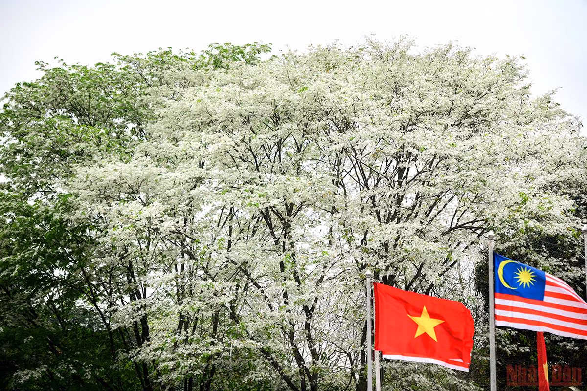Hà Nội rực rỡ mùa hoa tháng 3 -0