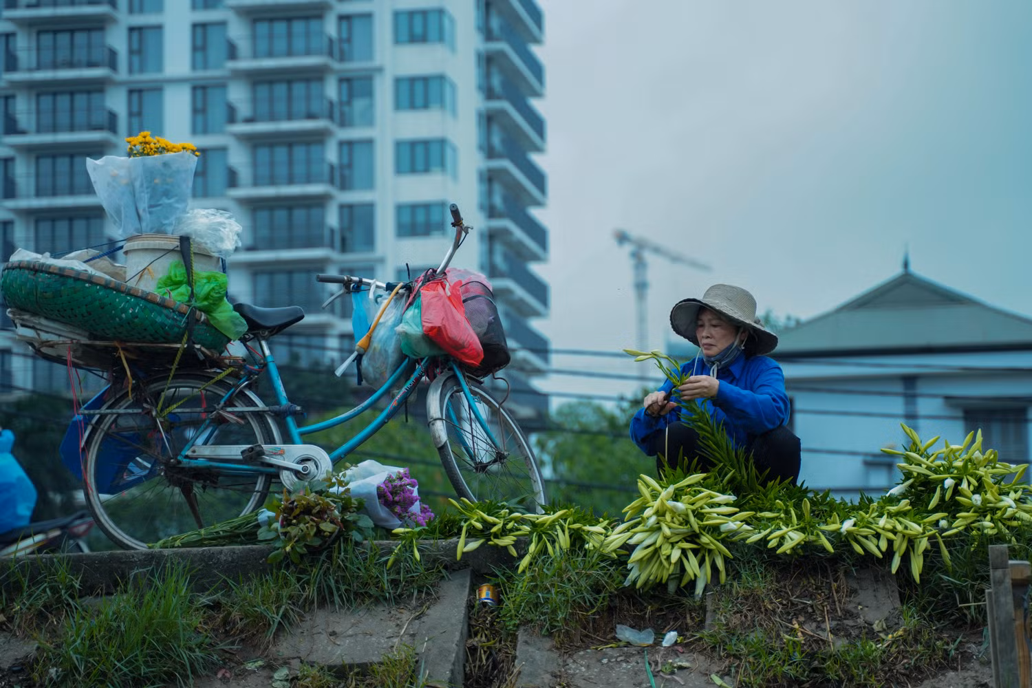 Sắc hoa loa kèn ngày cuối mùa -0