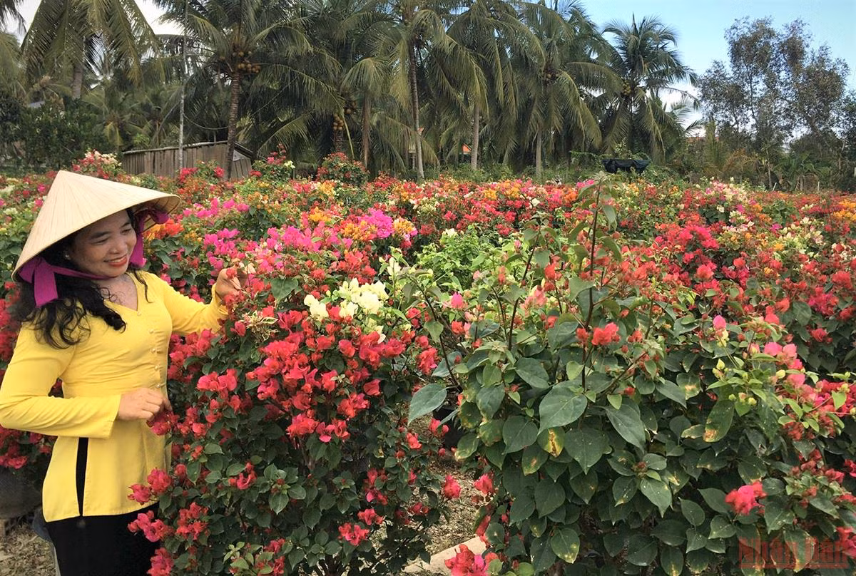 Làng hoa, cây cảnh Bến Tre tất bật sản xuất phục vụ thị trường Tết -0
