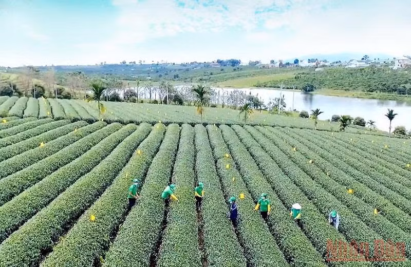 Thấp thoáng văn hóa trà Việt -0